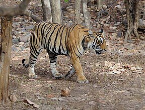 Tiger im Ranthambhore-Nationalpark