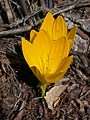 9. Nagyvirágú vetővirág (Sternbergia clusiana) a Golán-fennsíkon. (javítás)/(csere)