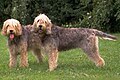 The Otterhound