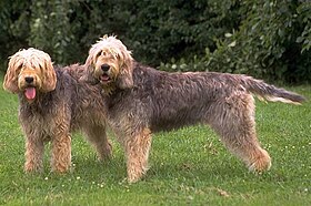 Deux chiens à loutre.