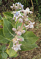 Calotropis gigantea