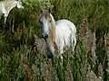 Camargue