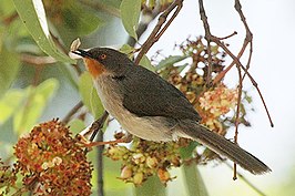 Bergapalis