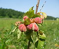 Bladder leaf galls on elm leaves (aphid Eriosoma lanuginosum), Italy