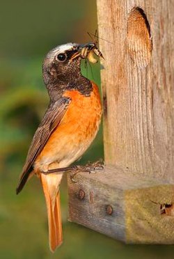 Leppälintu (Phoenicurus phoenicurus)