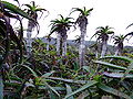 Aloe growing on Mt. Hachijō-Fuji