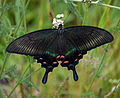 Papilio maackii dans la réserve naturelle de la Boureïa.