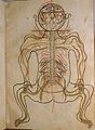 One of Mansur ibn Ilyas (Ak Koyunlu era) colored illustrations of human anatomy.