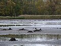 Ansammlung von Silberreihern beim Abfischen des Mittelteichs