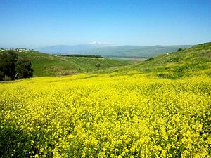 חרדל השדה - פורח בפריחה צהובה מבהיקה ויוצר בתחילת האביב מרבדים צהובים מרהיבי עין על פני שטחים נרחבים. שדה פרחי חרדל השדה ברמת כורזים, וברקע רמת הגולן והחרמון.