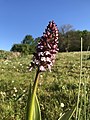 autre vue d'ensemble d'un orchis pourpre