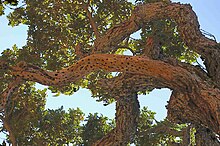 Quercus lobata.JPG