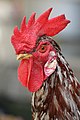 El gallo rojo o gallo doméstico (Gallus gallus) es una de las cuatro especies del género Gallus. El gallo rojo es herbívoro e insectívoro. No puede distinguir el sabor dulce y a la mayoría no les gusta el salado. Su esperanza de vida se encuentra entre los 5 y los 10 años, dependiendo de la raza. Por Muhammad Mahdi Karim.