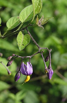 Solanum dulcamara RF.jpg