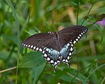 Papilio troilus 29 июня 2022