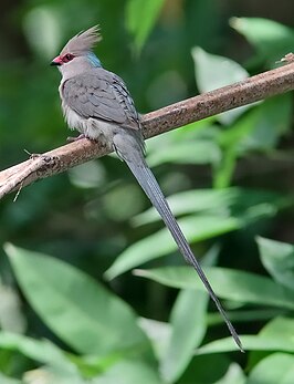 Blauwnekmuisvogel