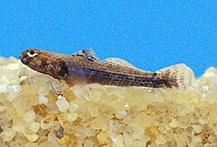 ♀ Aboma etheostoma