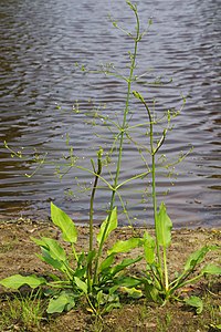 Alisma plantago-aquatica