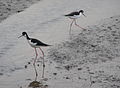 Image 122Mudflats become temporary habitats for migrating birds (from Marine habitat)