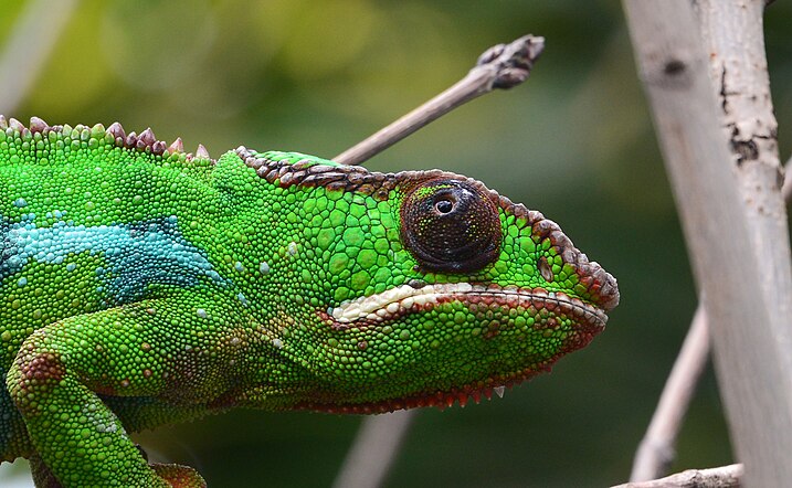 Caméléon panthère