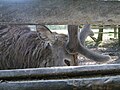 Hirsch im Landschaftspark Eulbach