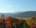 Weinberge vor dem Pfälzerwald bei Neustadt an der Weinstraße