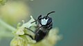 Hylaeus signatus (resedamaskebi)