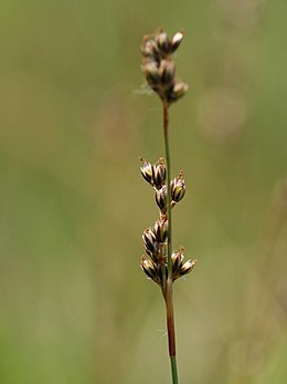 Juncus squarrosus.jpeg