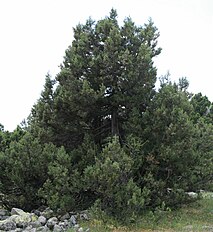 Köroğlu Dağları, near Karaköy, WNW Kıbrıscık, Bolu ili, Turkey, ca. 1250 m