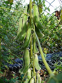 Polong berbiji matang