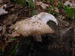 Žvynuotasis dantūnis (Lentinus lepideus)