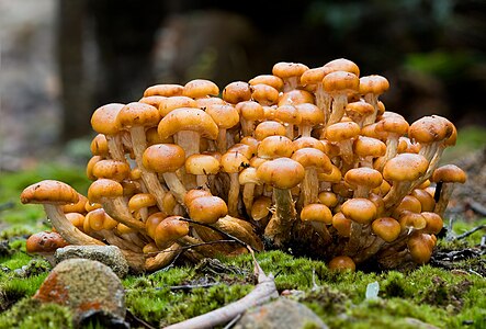 Pholiota malicola, by JJ Harrison