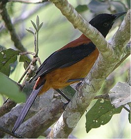 Pitohui