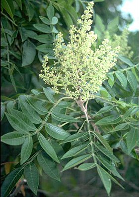 Rhus copallinum