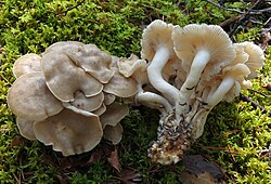 Tüvi-kobarheinik Lyophyllum fumosum Foto: Sven Pruul