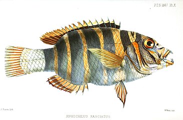 1867 illustration