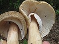 Amanita "amerirubescens"