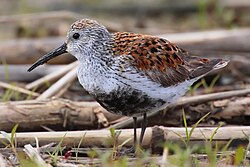 Bunta kalidro (Calidris alpina)