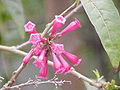 Cestrum elegans «Մեքսիկական կեղծ հասմիկ»