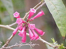 Cestrum elegans0.jpg