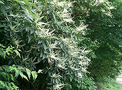 Japaninkletra (Clethra barbinervis)