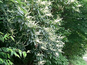 Clethra barbinervis