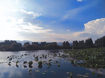 Lotuses in Dianchi