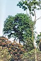 'Vegeta' in Royal Botanic Garden Edinburgh (1989)[29]