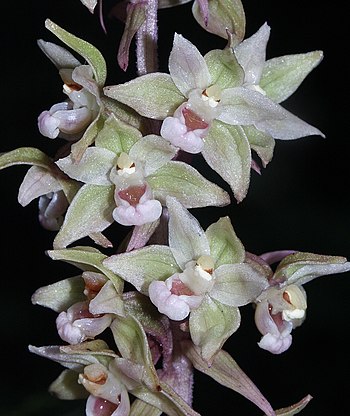 Epipactis purpurata