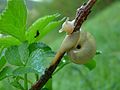 Weinbergschnecke