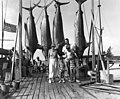 1935 avec son épouse Pauline Pfeiffer, ses fils et des marlins aux Bahamas.