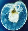 Image 12Dinoflagellate (from Marine food web)