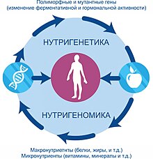 Нутрігенетика та нутрігеноміка