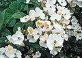 Rosa multiflora.